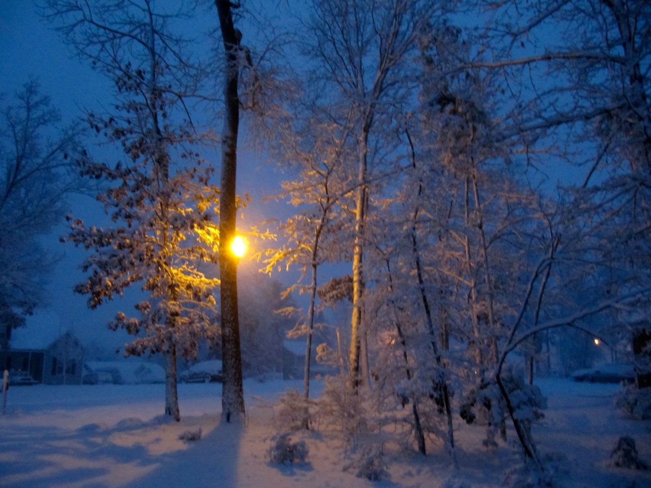 Front side yard