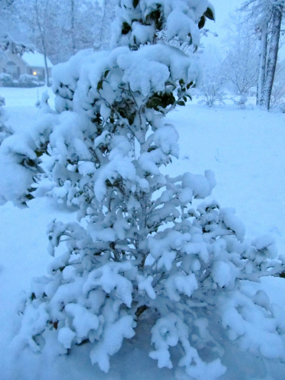 Camellia bush all wrapped in snow