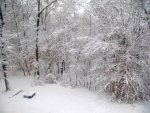 Backyard from 2nd floor window