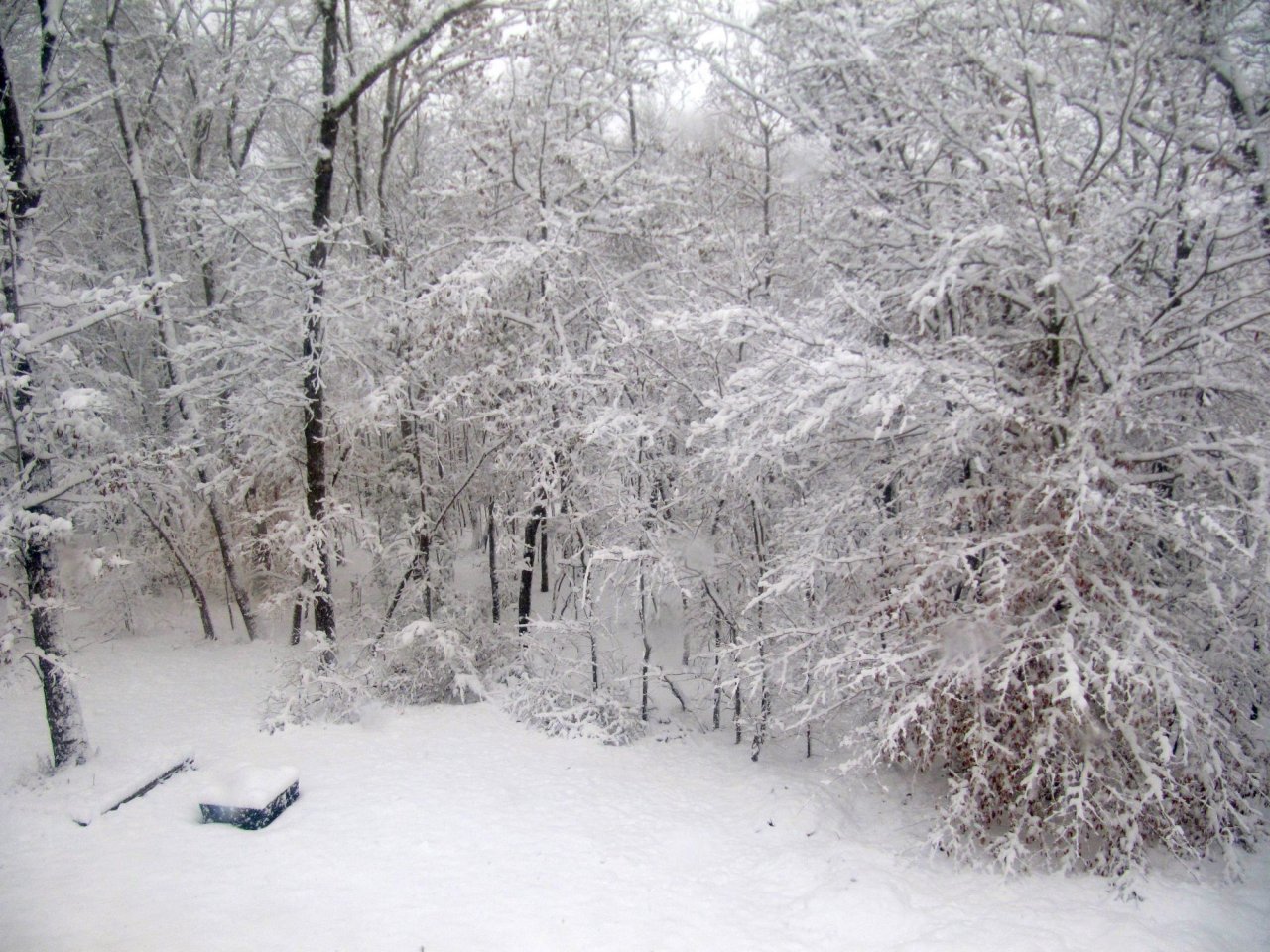 Backyard from 2nd floor window