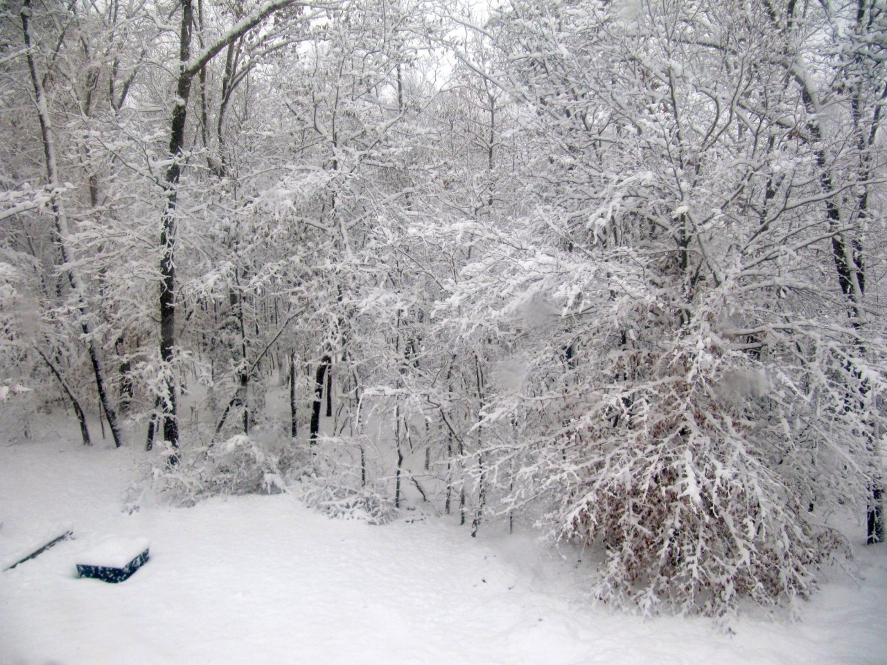 Backyard and fire bowl covered in snow