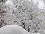 Snow covered dogwood tree