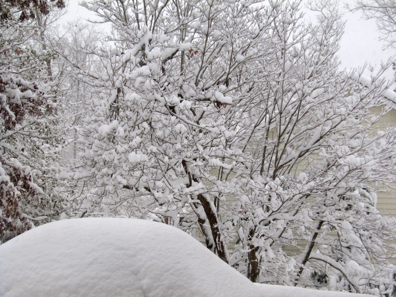 Snow covered dogwood tree