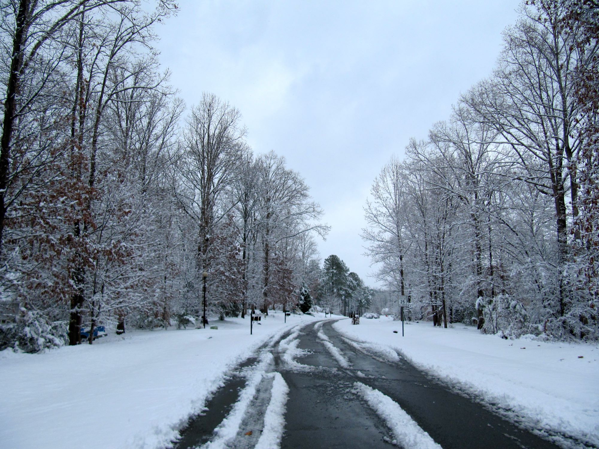 pretty trees