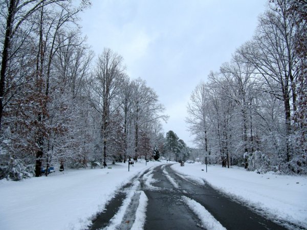 pretty trees