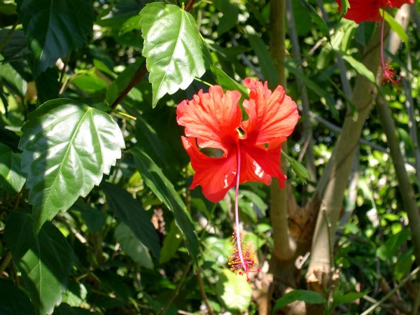 Hibiscus (2)