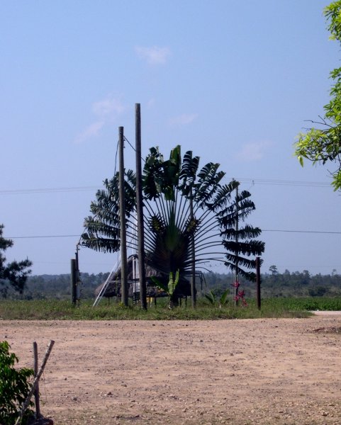 Fan Palms