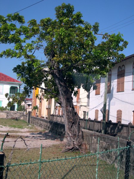 Miracle Tree