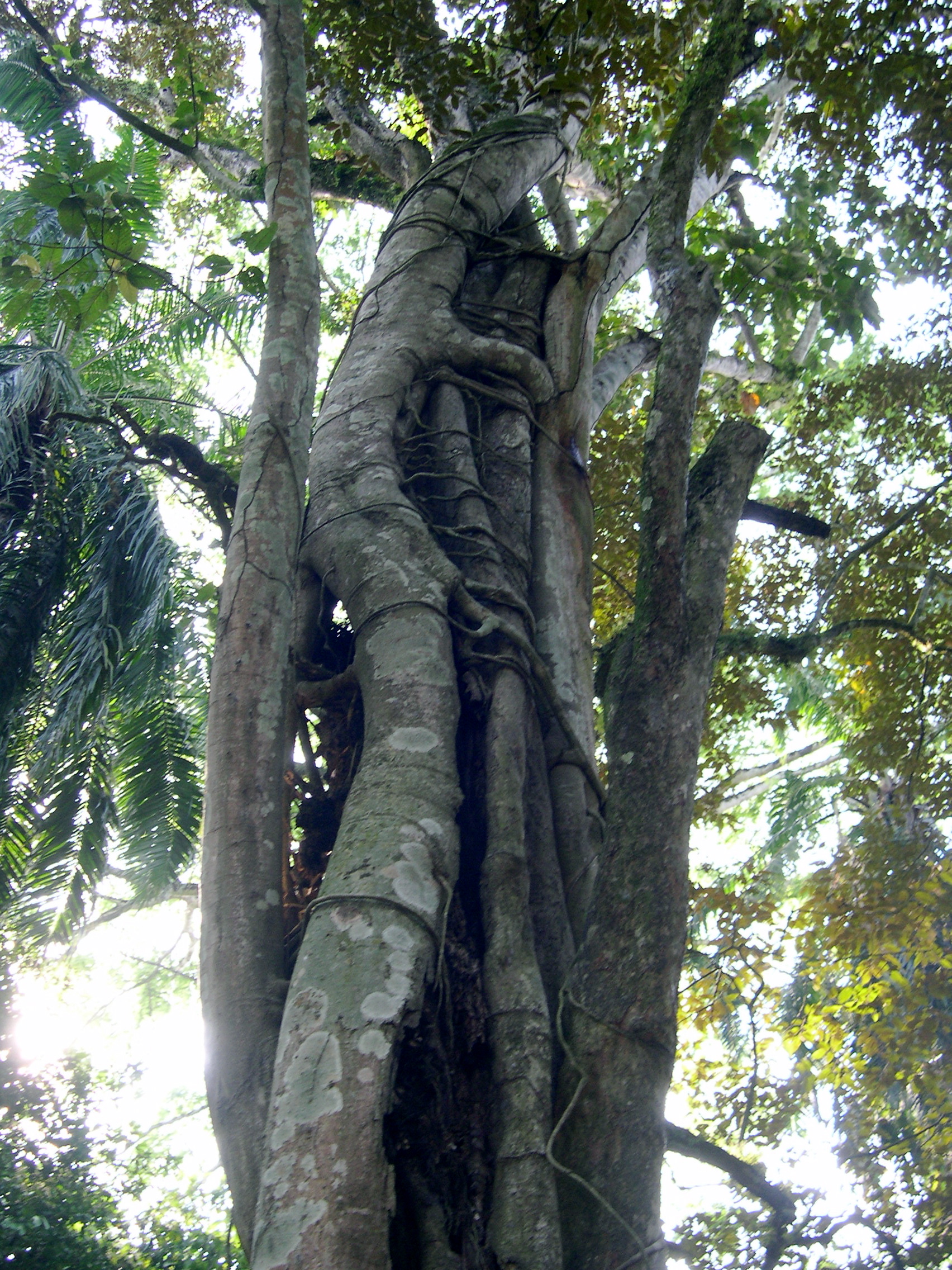 Parasitic Tree