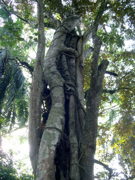 Parasitic Tree