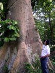 Ceiba Tree