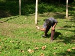 Lawn Mower!