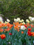 Washington D.C. - The Mall - Smithsonian Garden 11