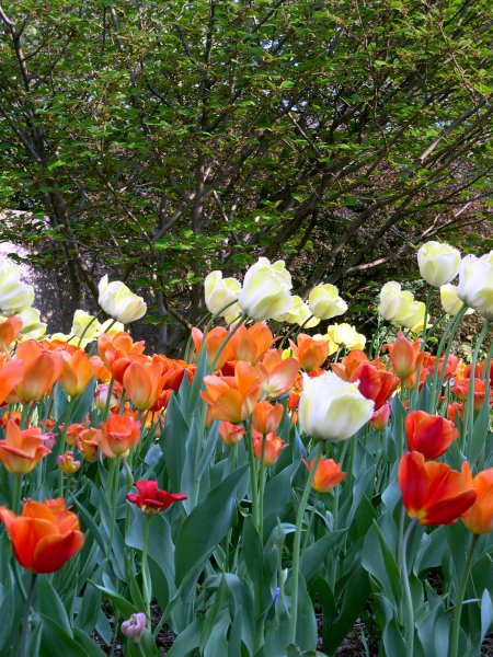 Washington D.C. - The Mall - Smithsonian Garden 11
