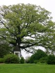 Charlottesville - Ash Lawn - Massive (Old!) Tree on Property