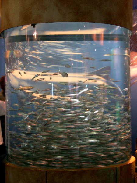 Huge Tank of Fish