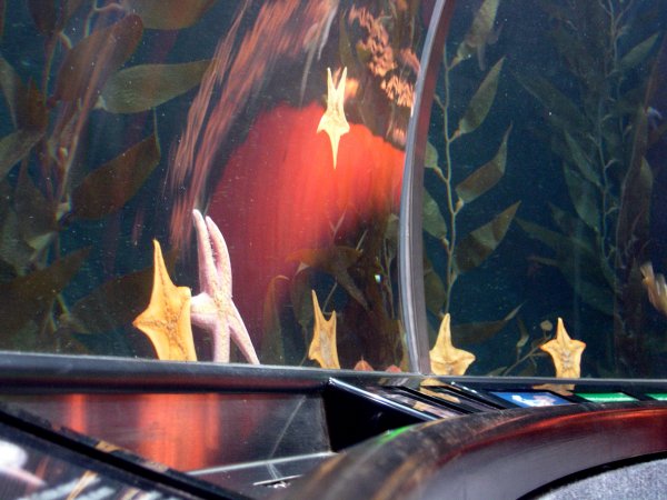 More Starfish