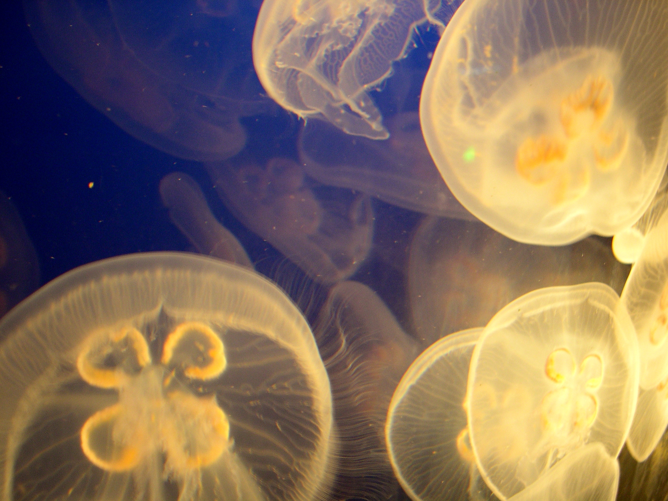 Just Keep Swimming... Just Keep Swimming...