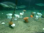 Various Cnidarians