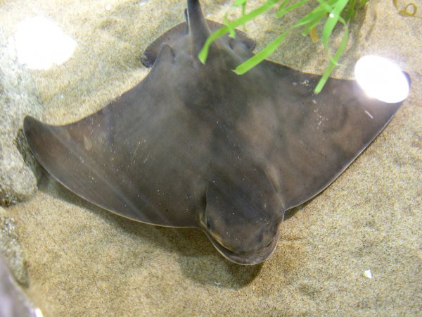 Swimming Ray