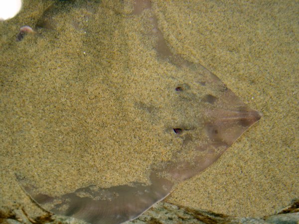 Hiding Ray