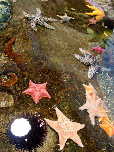 Various Starfish