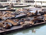 Sea Lions
