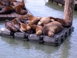 Sea Lions Chillin'