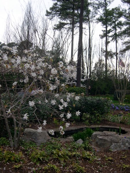 Nice little pond near the aviary.
