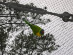 Aviary (2)