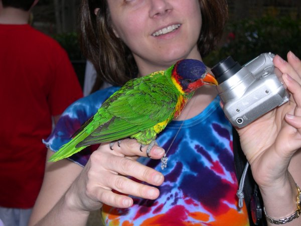 Bird Attacking Camera