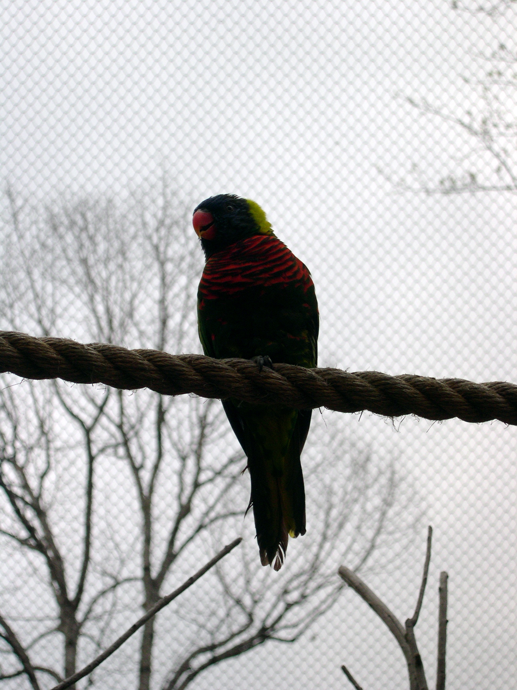 Aviary (3)