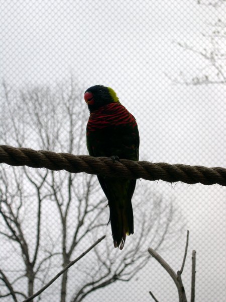 Aviary (3)