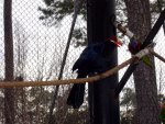 Aviary (5)
