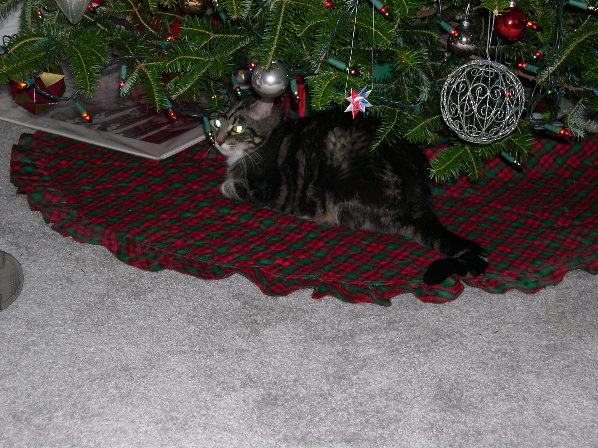 Awwww, Squeak under the tree