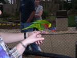 Lorikeet on Kelley's Hand