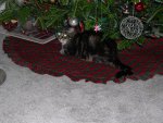 Awwww, Squeak under the tree