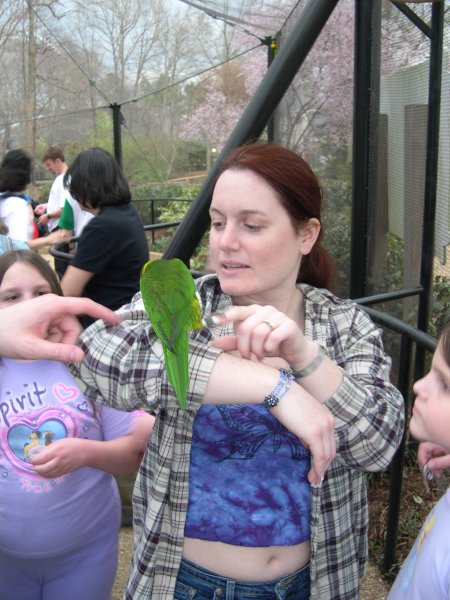 Lorikeet Attacking Kelley