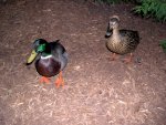 Quack!