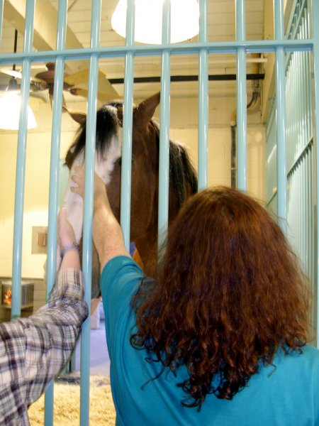 Petting a Clydesdale