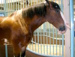 Clydesdale