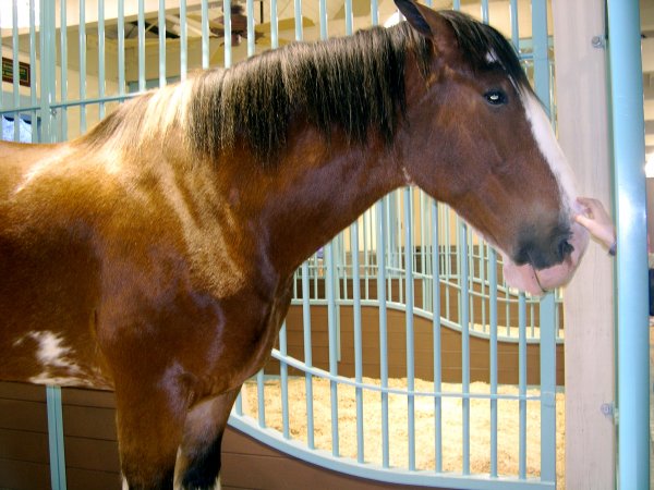 Clydesdale