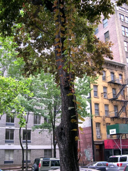 Weird Tree Growing