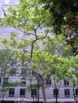 Weird Tree Limbs