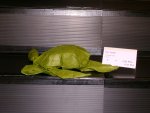 Sea Turtle
