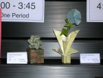 Umulius Rectangulum and Bud Vase and Flower