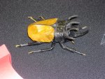 beetle