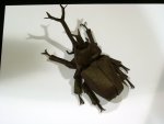 beetle 1