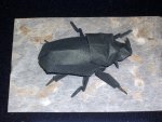beetles (2)