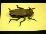 beetles (3)